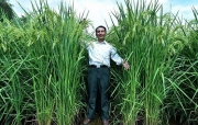 Trung Quốc tạo ra giống lúa khổng lồ, cho năng suất lớn